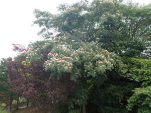 ネムノキ　全体